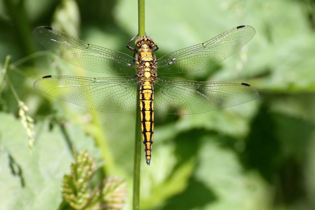 Orthetrum cancellatum maschio?